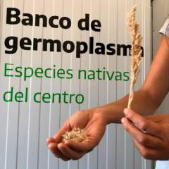 Comenzó a funcionar en Veterinarias el Banco de Germoplasma, un espacio para conservar semillas nativas