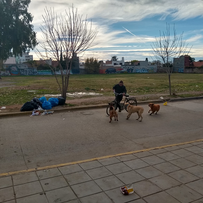 Perros callejeros en un ambiente con residuos domiciliarios disponibles agrediendo a un ciclista. perros callejeros