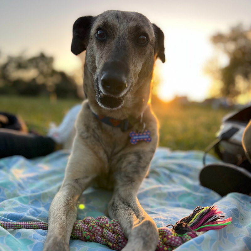 Perro disfrutando de un paseo al aire libre bajo la observación de su cuidador responsable. perro con dueño responsable