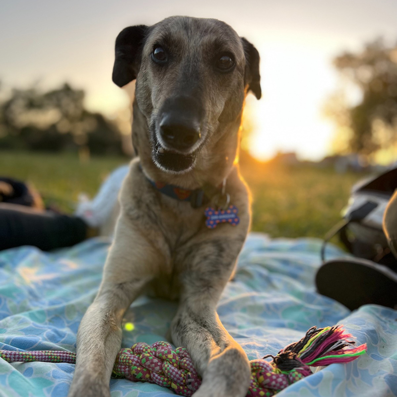 perro con dueño responsable