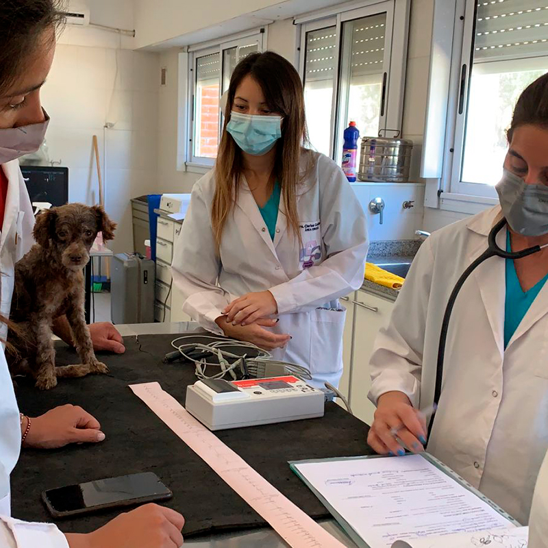 Perro durante la consulta médico veterinaria en el Hospital Escuela. perro en hospital escuela HEPA