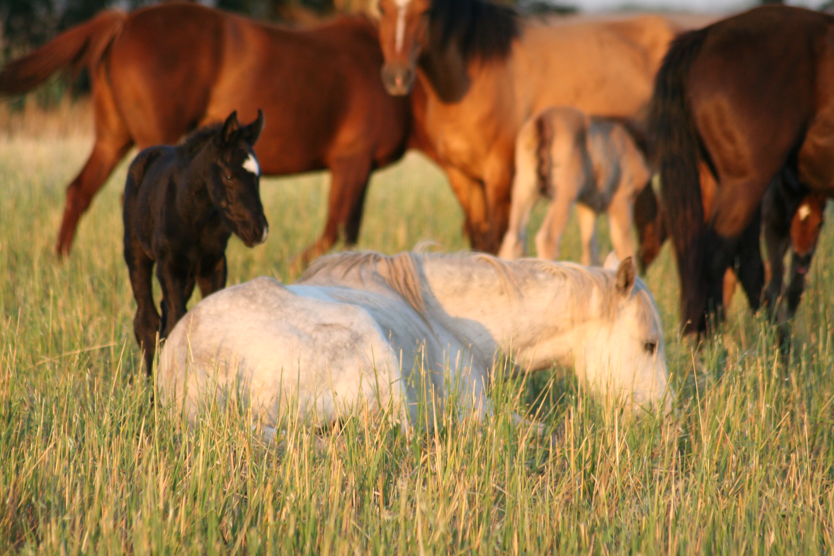 encefalitis equina