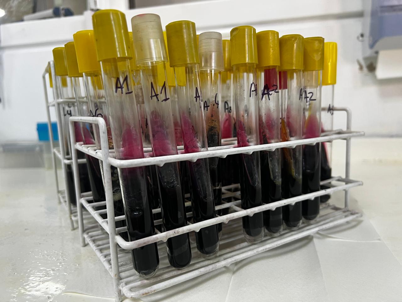 Crecimiento típico de Salmonella spp. en agar TSI