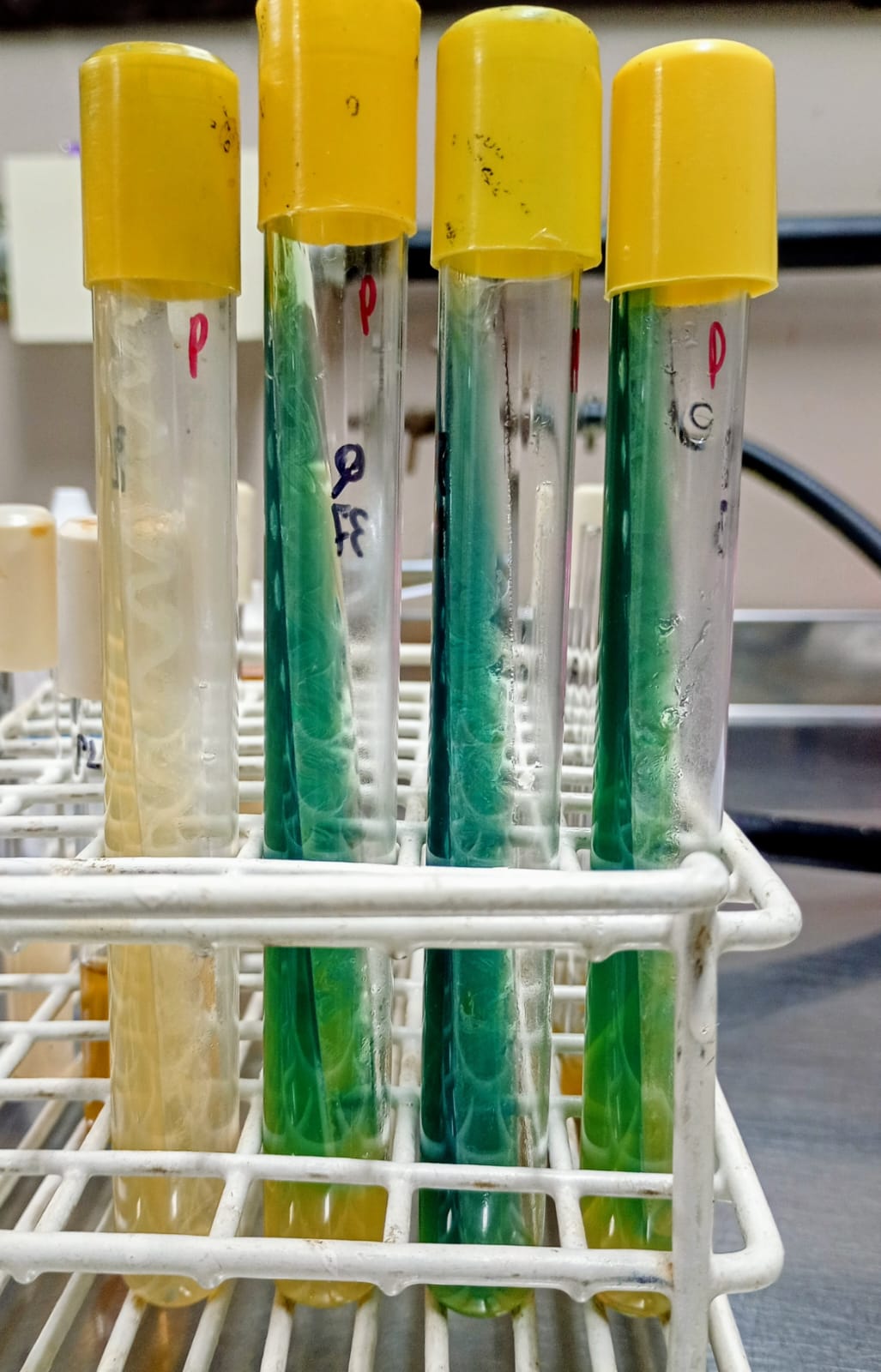 Desarrollo bacteriano en agar P