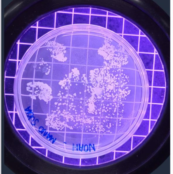 Desarrollo de microorganismos a partir de muestra de manos