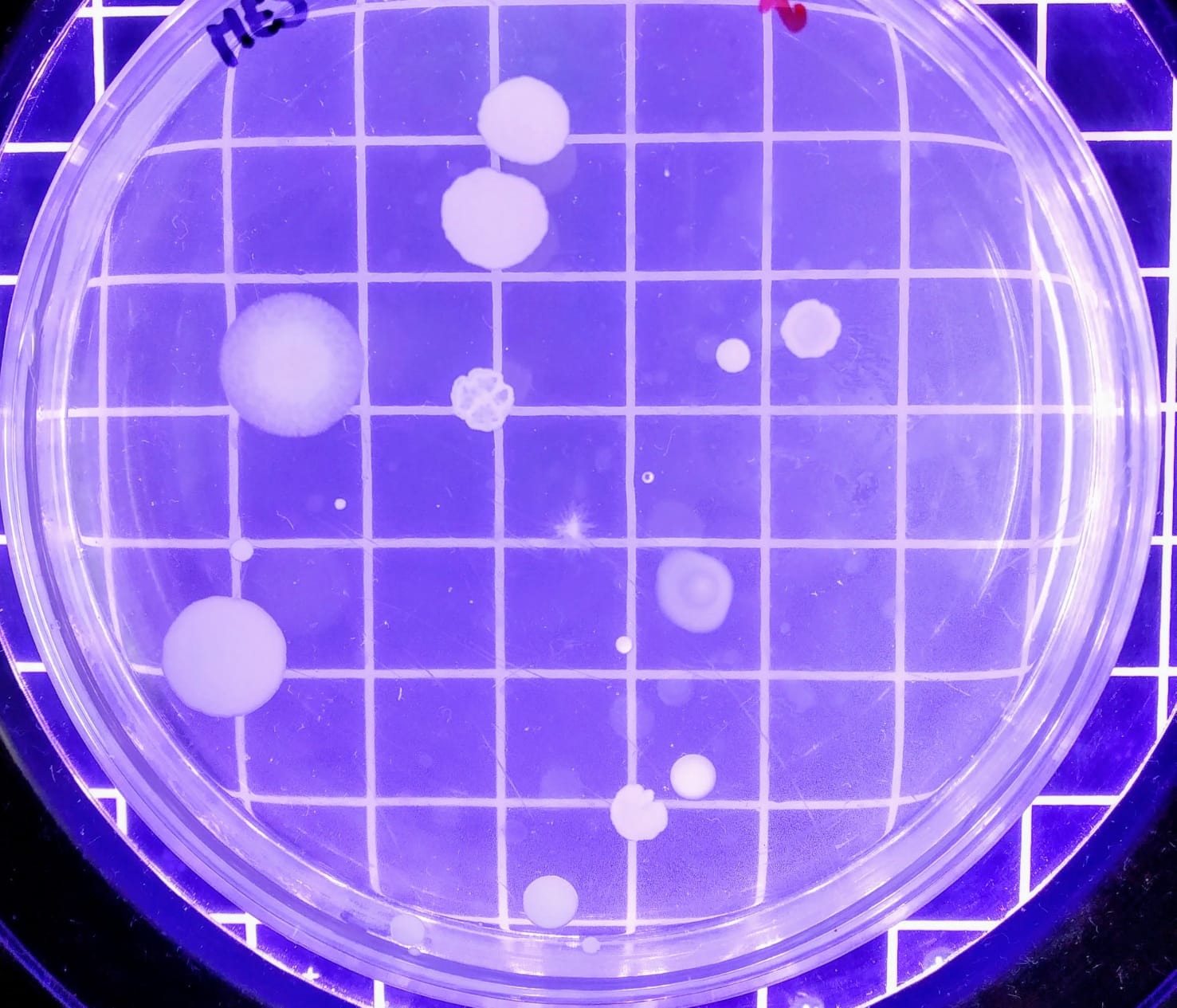 Desarrollo de microorganismos mesofilos aerobios