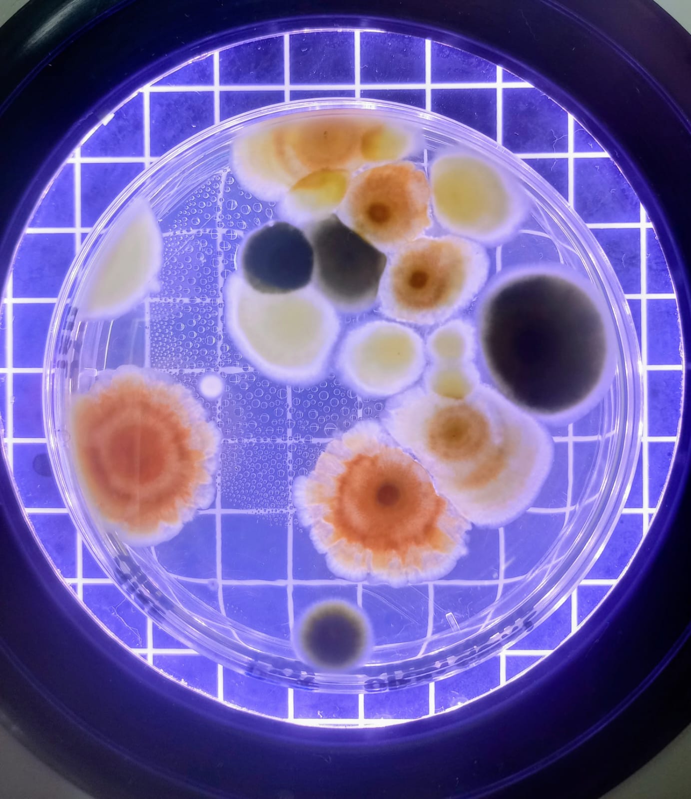 Desarrollo de mohos y levaduras de muestra de aire de un establecimiento elaborador de alimentos