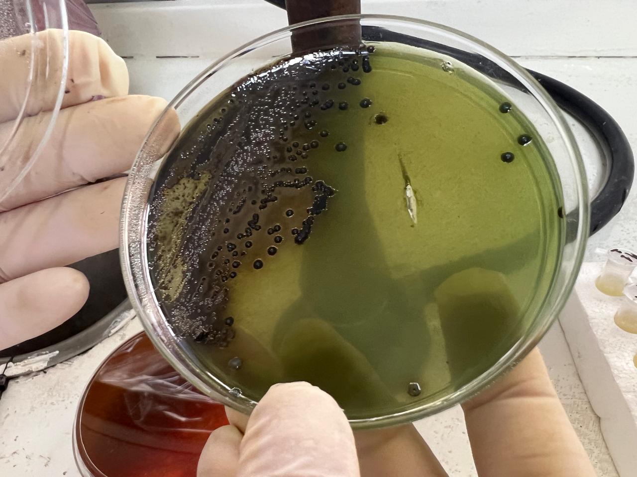 Desarrollo tipico de Salmonella spp. en agar Bismuto Sulfito desde una muestra de agua
