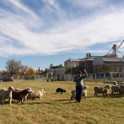 Actividades Fcv Dia Del Animal En Juarez 18