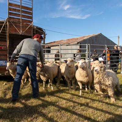 Actividades Fcv Dia Del Animal En Juarez 19