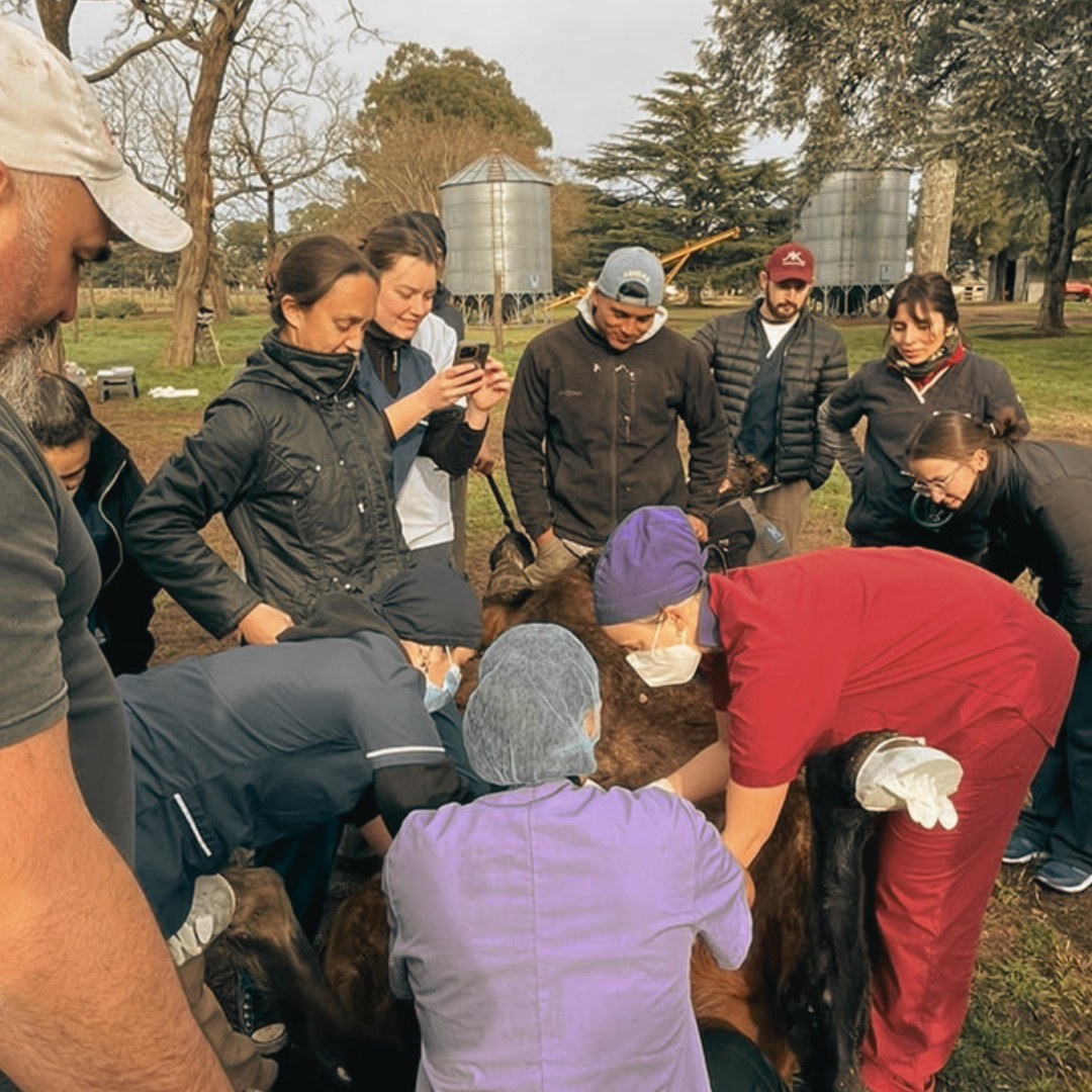 Estudiantes de Veterinarias realizan prácticas quirúrgicas en Haras General Lavalle