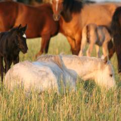 Se confirmaron casos positivos de encefalomielitis equina en las provincias de Santa Fe y Corrientes