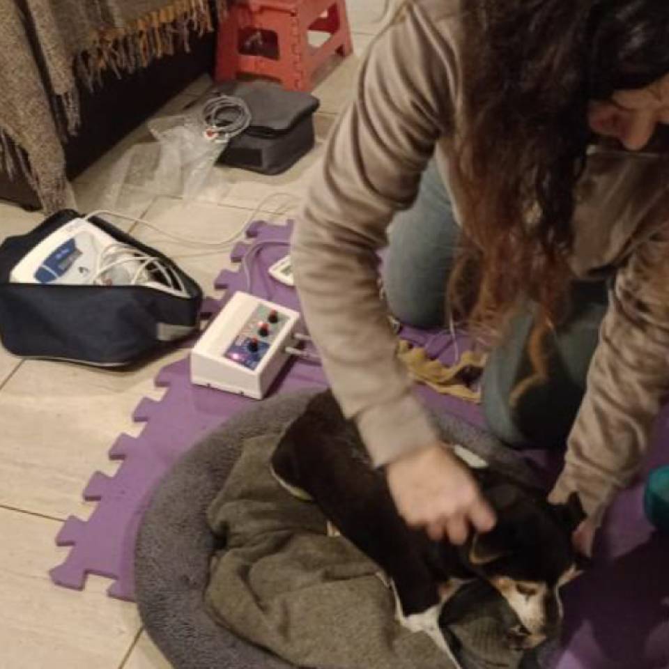 Curso Extracurricular: Introducción a la Medicina Integradora en Veterinaria