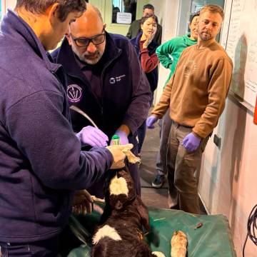 Crianza artificial de terneros - Abordaje clínico, diagnóstico y terapéutica