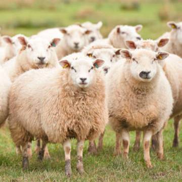 Ecografía reproductiva en ovinos: una herramienta simple y con muchas ventajas